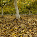 leaves on the ground2011d30c006.jpg